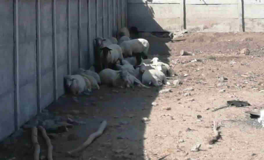 Ovejas, caballos y perros sin cuidados mínimos: PDI de San Vicente detiene en Las Cabras a sujeto por maltrato animal