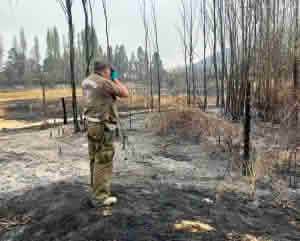 Carabineros detiene a presunto autor de incendio forestal en Las Cabras