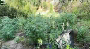 Tras denuncia anónima: Carabineros decomisó 255 plantas de marihuana en Santa Cruz