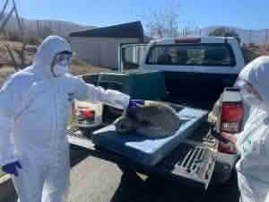 Exitoso traslado de dos animales marinos desde Coquimbo a Rancagua