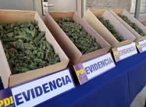 PDI descubre cultivo de marihuana y detiene a un hombre en Las Cabras