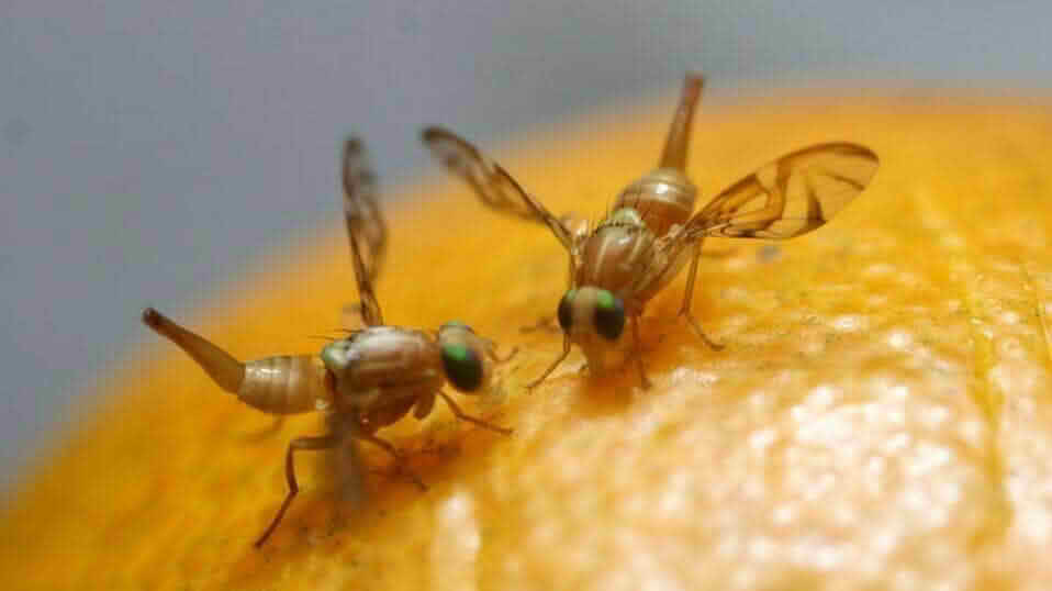 SAG informa medidas ante amenaza de mosca de la fruta desde Chimbarongo