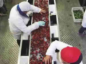 SAG abre 200 cupos temporales para inspección de cerezas en OHiggins