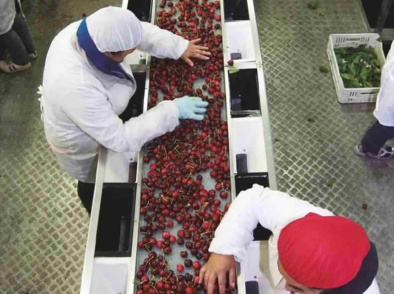 SAG abre 200 cupos temporales para inspección de cerezas en OHiggins